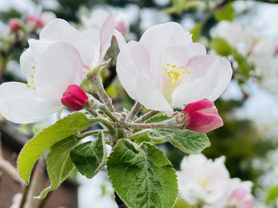 IMG_2457.jpg?type=w966