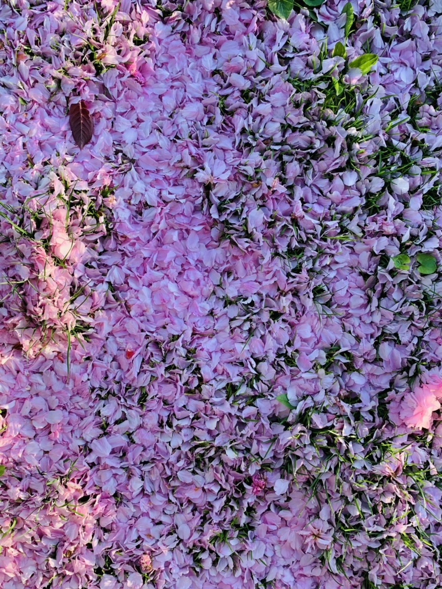 IMG_5512.jpg?type=w966