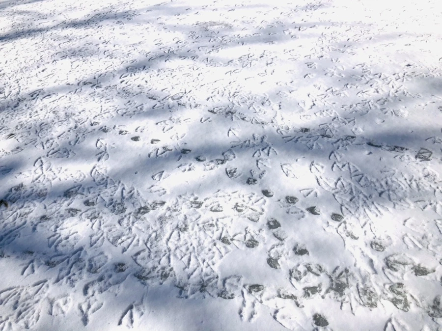 IMG_3937.jpg?type=w966