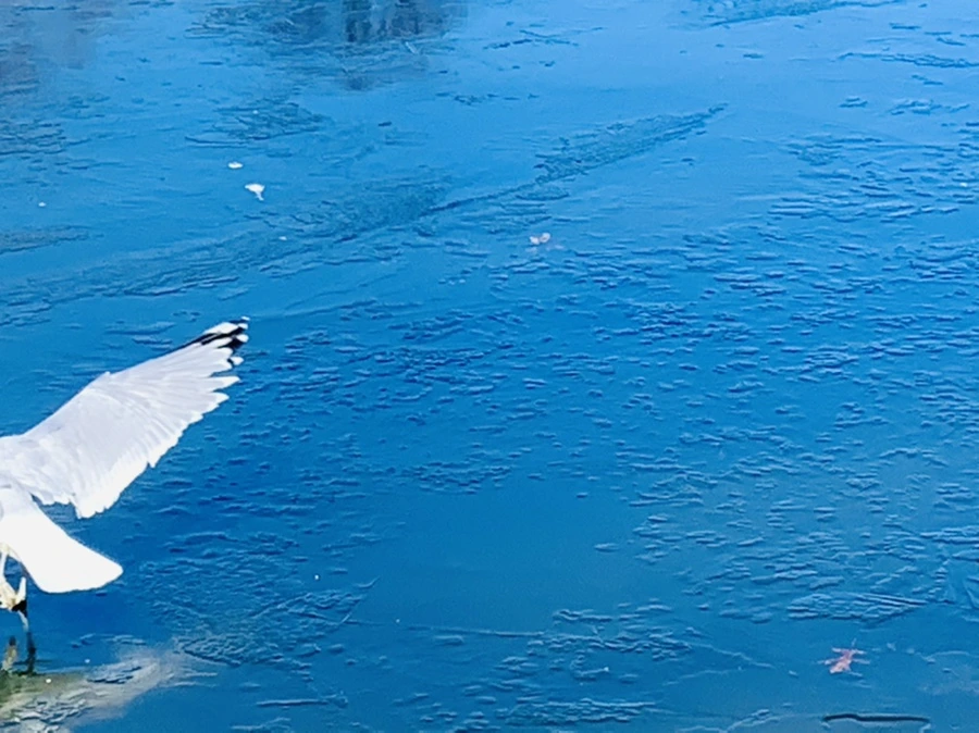 IMG_8328.jpg?type=w966