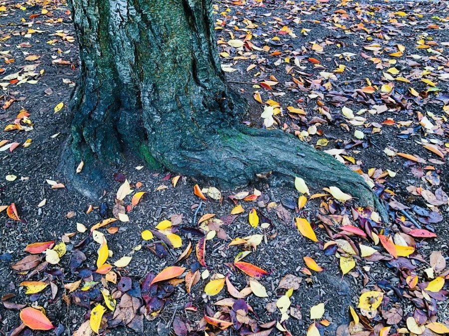 IMG_3052.jpg?type=w966