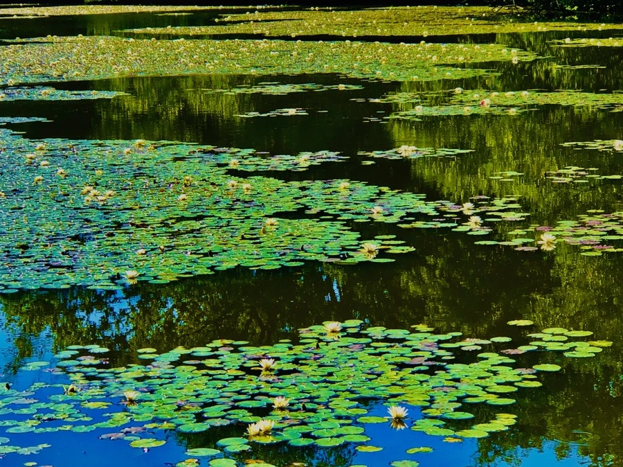 IMG_2349.jpg?type=w966