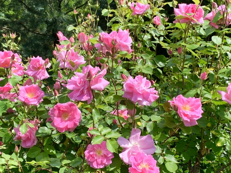 IMG_5798.jpg?type=w966