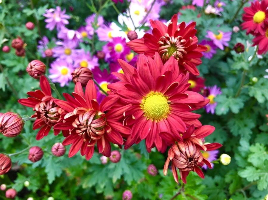 IMG_2791.jpg?type=w966