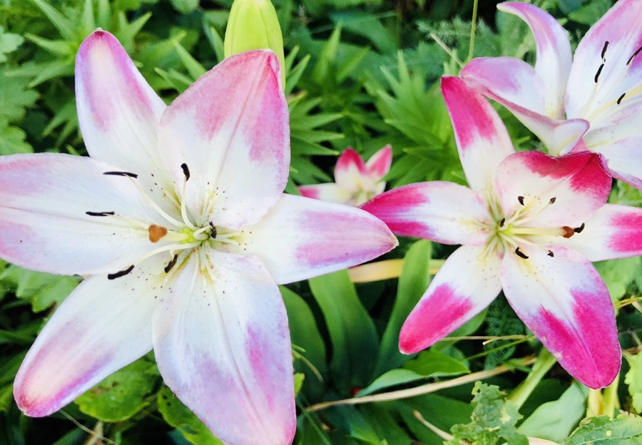 IMG_9388.jpg?type=w966