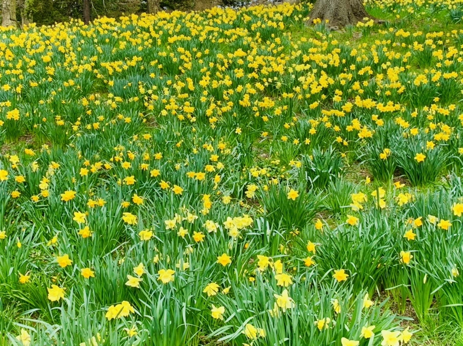 IMG_7265.jpg?type=w966