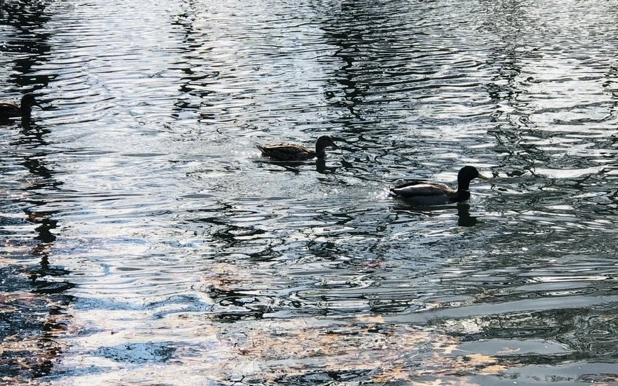 qmaU1MAZ5rTQVVN_teLEjXVofl0