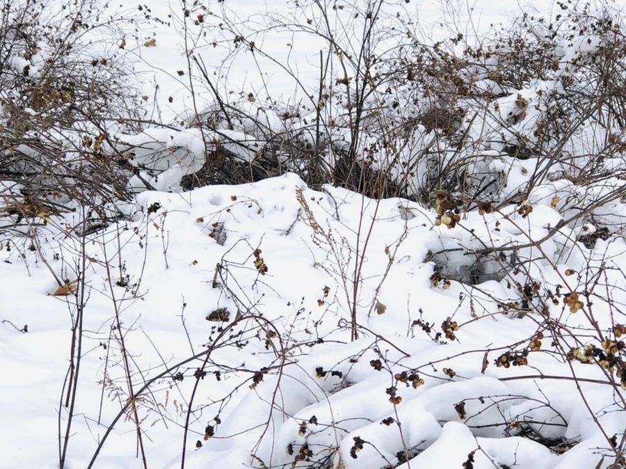 IMG_2309.jpg?type=w966