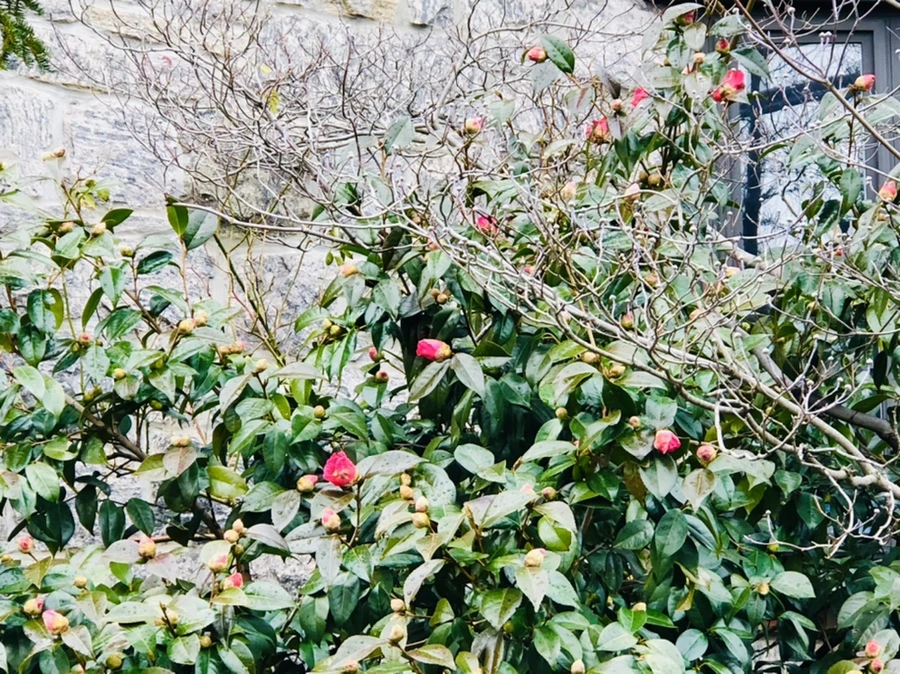 IMG_8591.jpg?type=w966