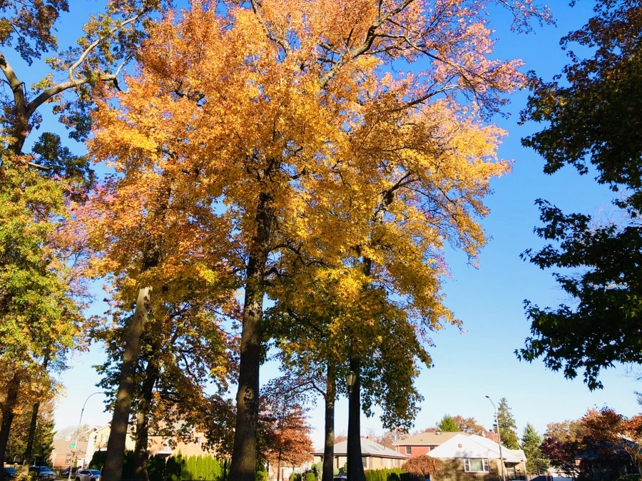 IMG_4095.jpg?type=w966