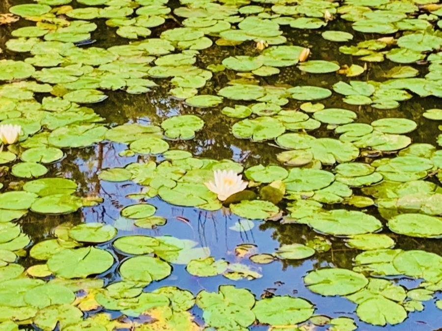 IMG_7900.jpg?type=w966