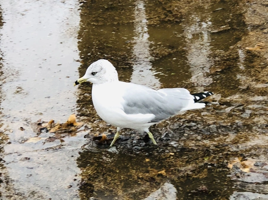 IMG_9379.jpg?type=w966