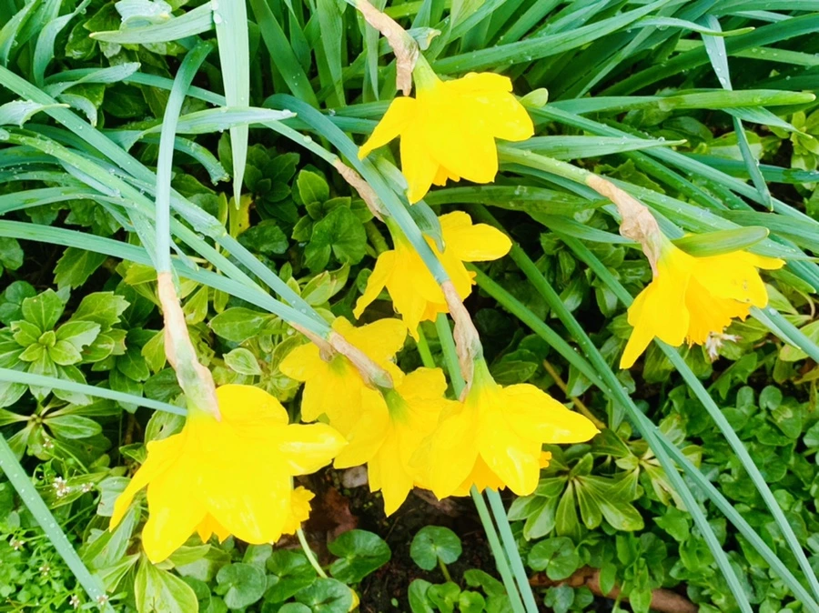 IMG_6082.jpg?type=w966