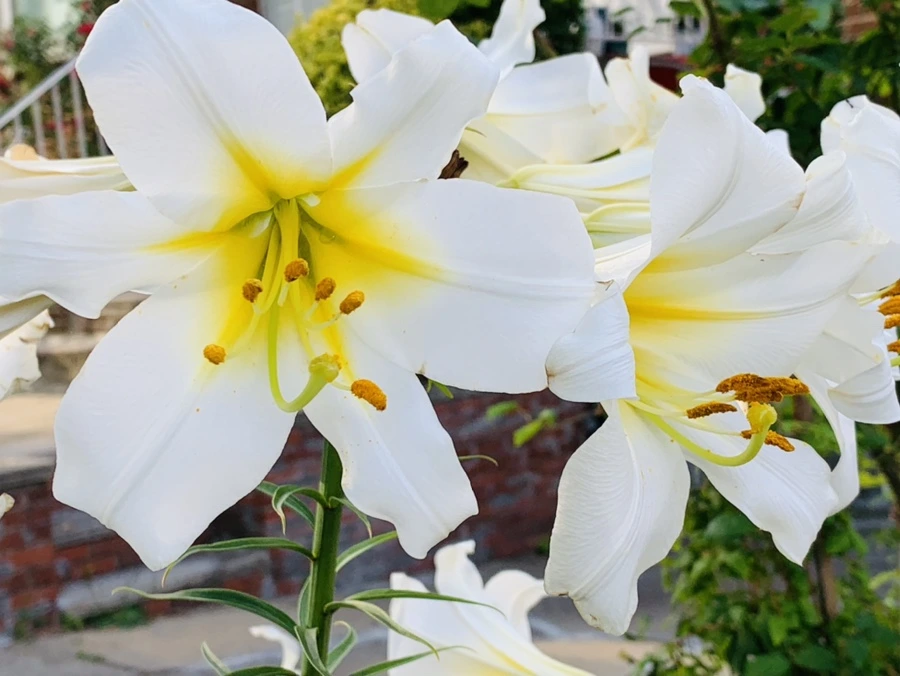 IMG_5929.jpg?type=w966