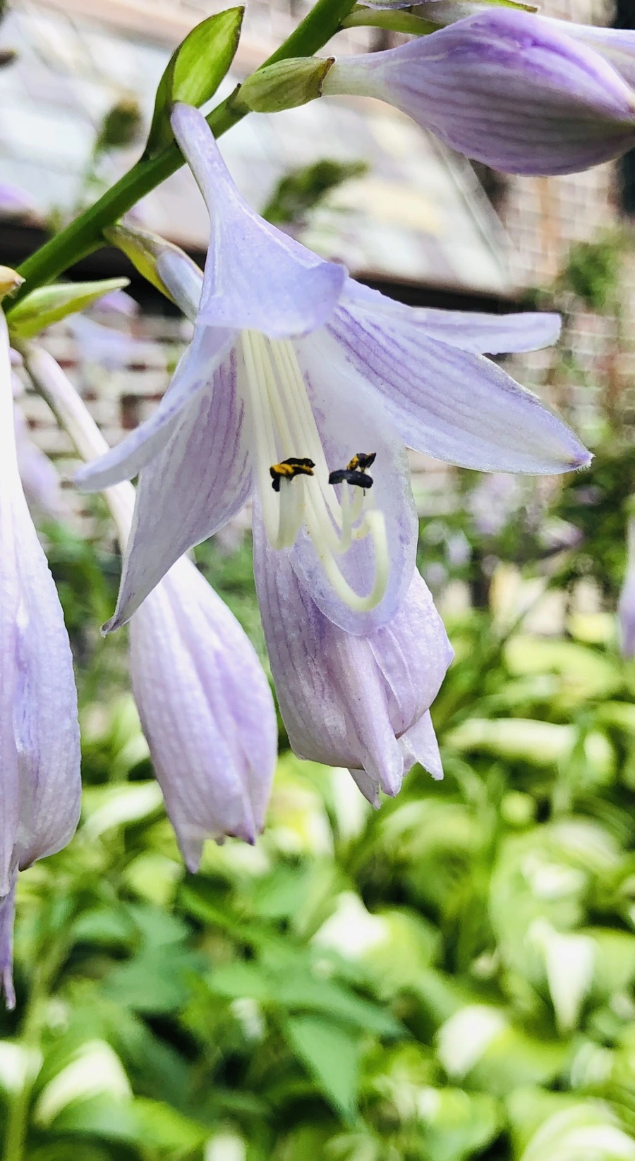 IMG_2017.jpg?type=w966