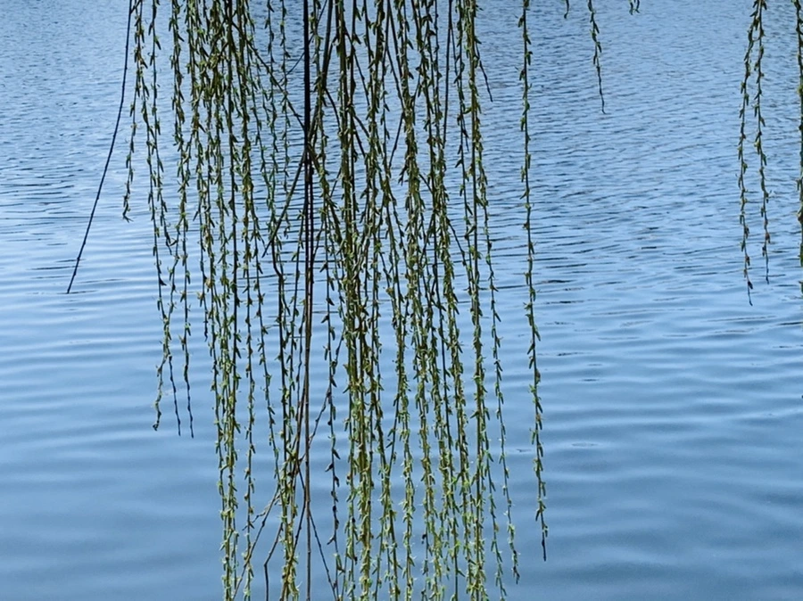 IMG_4425.jpg?type=w966