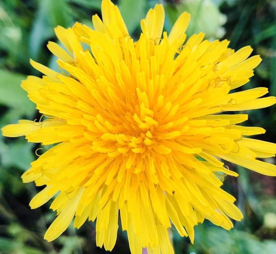 IMG_8331.jpg?type=w966