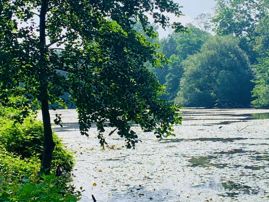 IMG_1289.jpg?type=w966