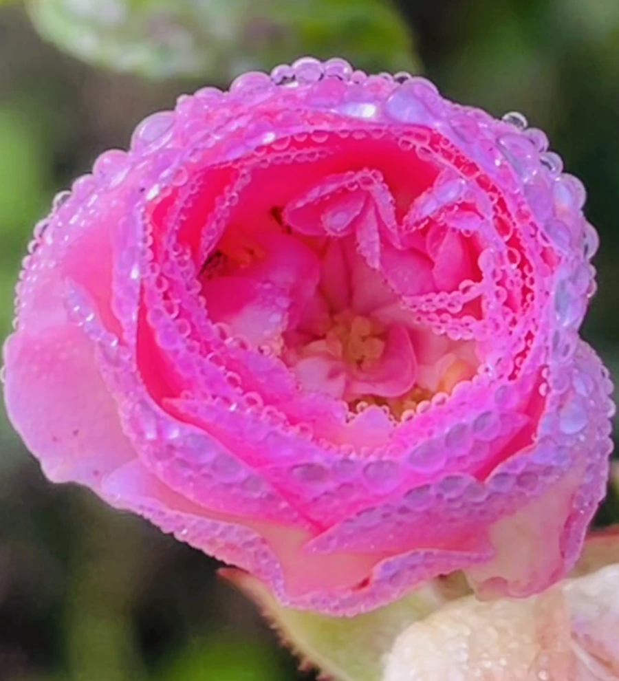 IMG_0967.jpg?type=w966