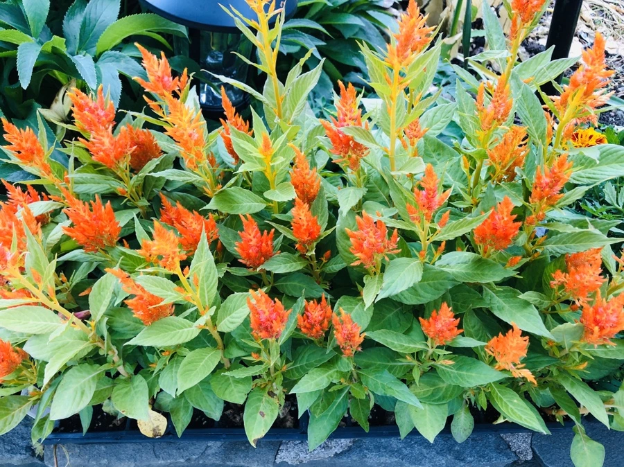 IMG_8914.jpg?type=w966