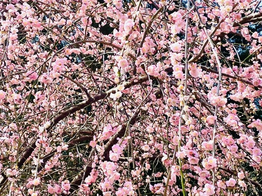 IMG_6601.jpg?type=w966