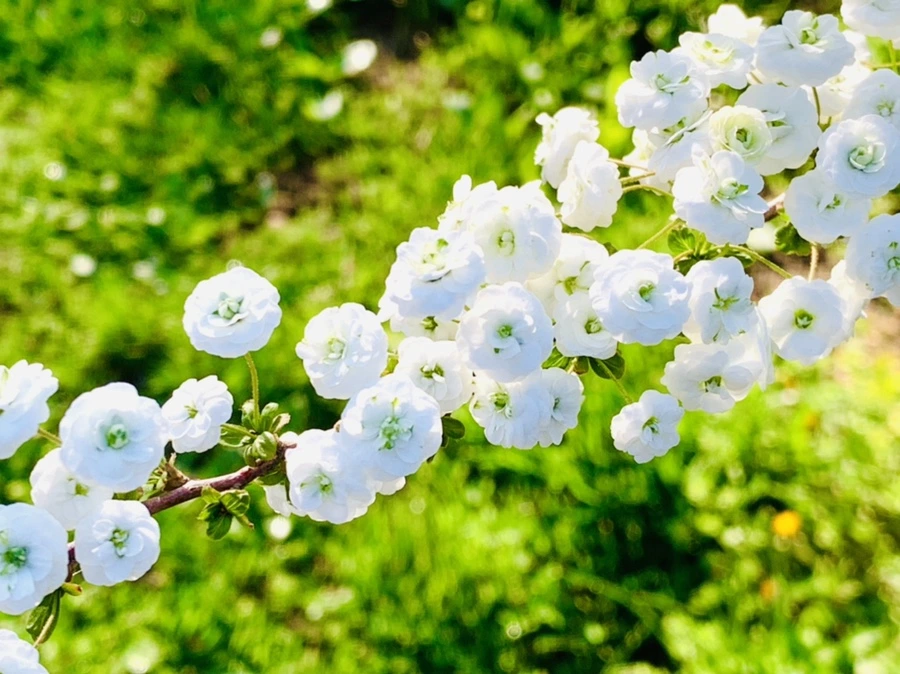 IMG_3272.jpg?type=w966