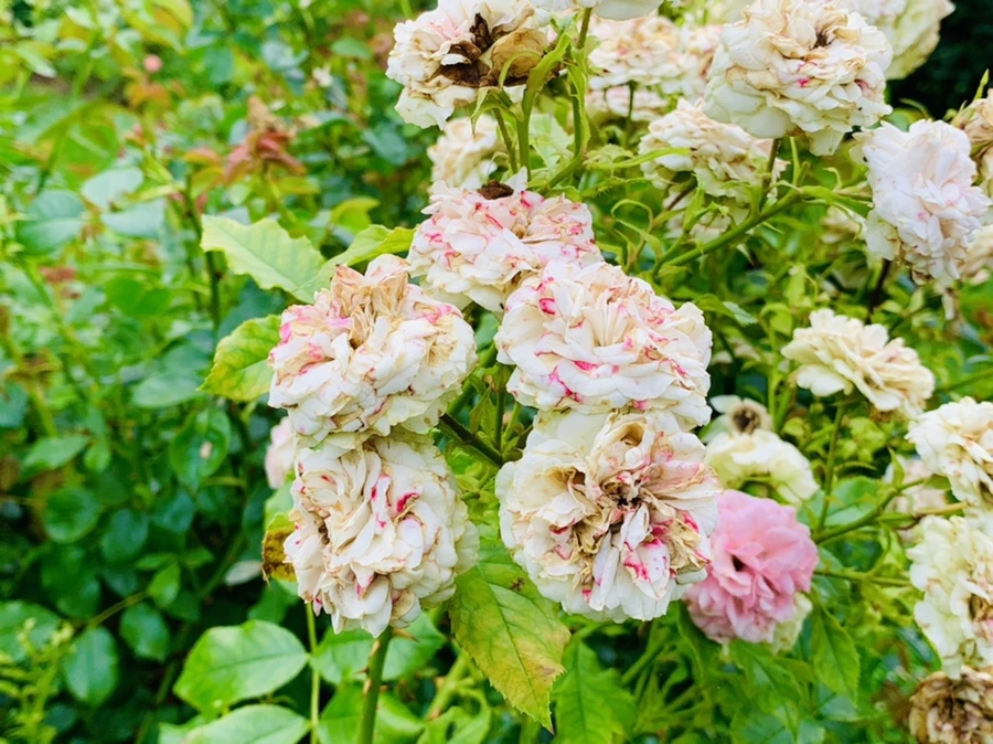 IMG_0441.jpg?type=w966