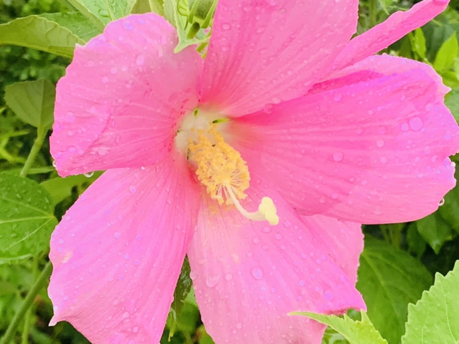 IMG_0781.jpg?type=w966