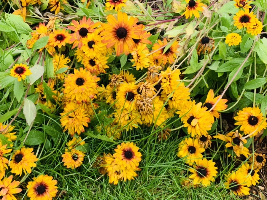 IMG_0998.jpg?type=w966