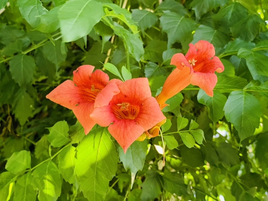 IMG_8266.jpg?type=w966