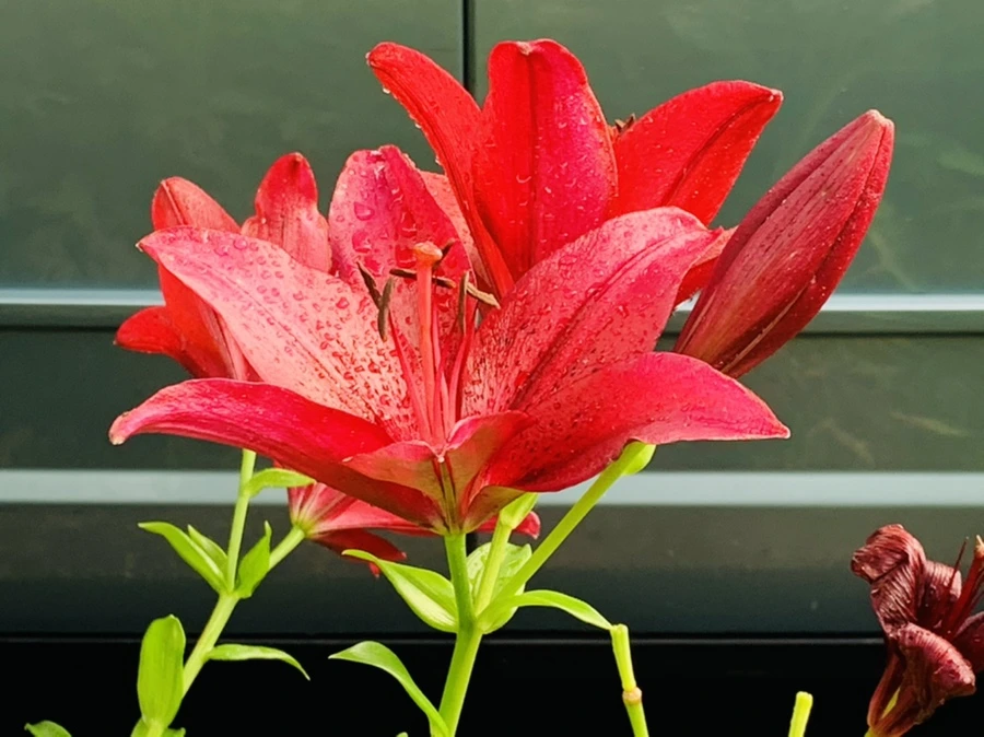 IMG_7286.jpg?type=w966