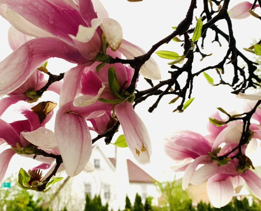 IMG_2389.jpg?type=w966