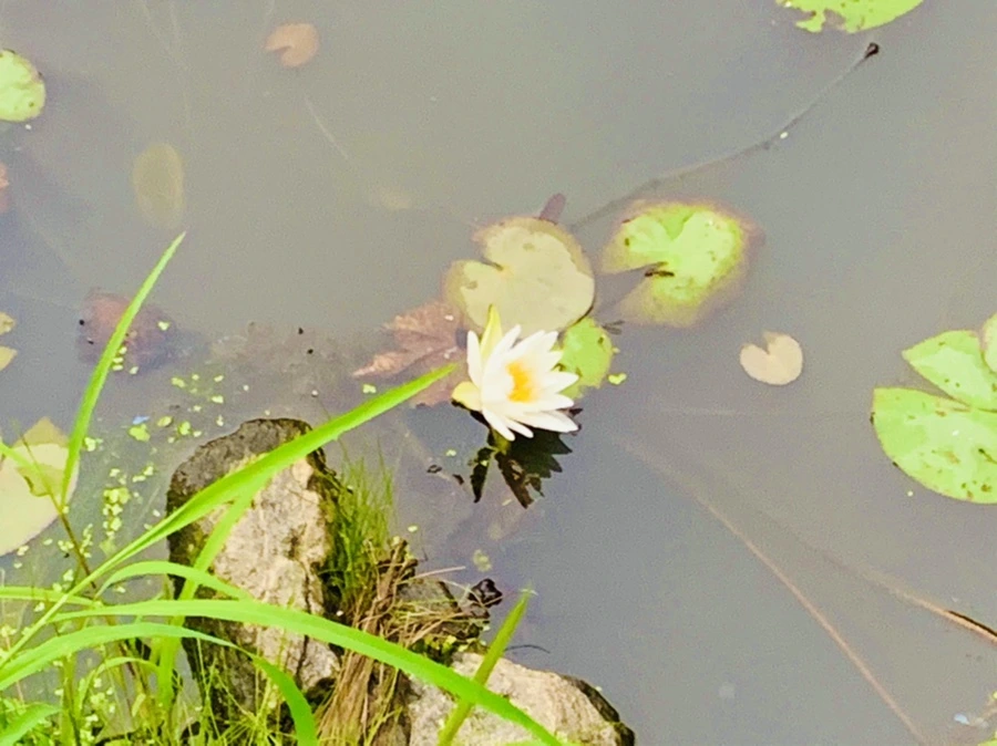 IMG_6212.jpg?type=w966