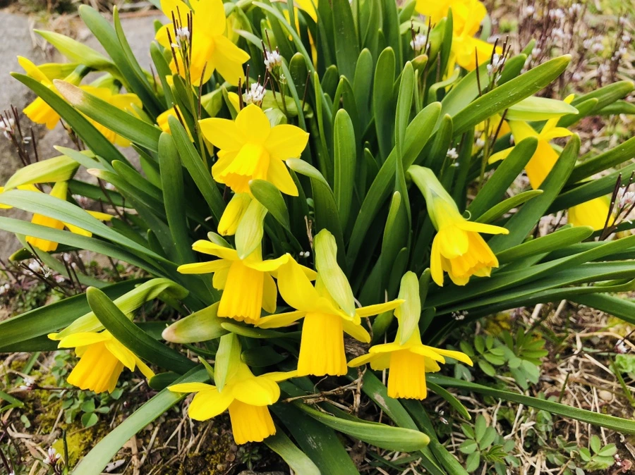 IMG_1879.jpg?type=w966