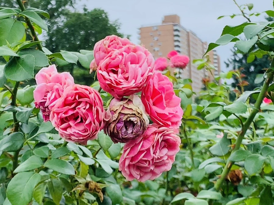 IMG_6952.jpg?type=w966