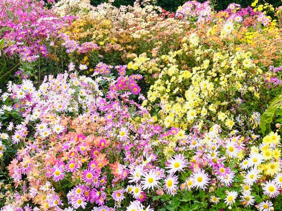 IMG_1239.jpg?type=w966