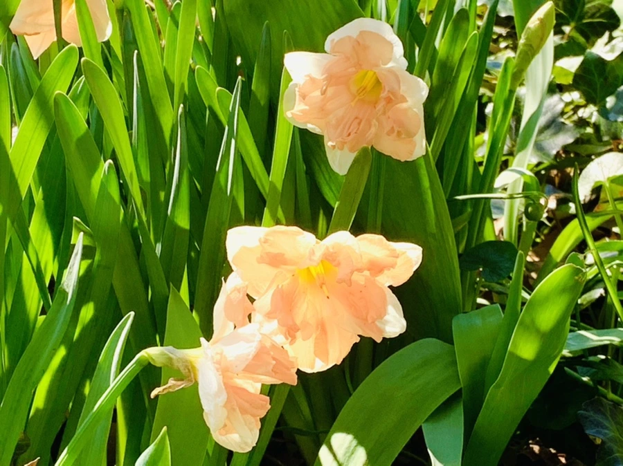 IMG_5808.jpg?type=w966