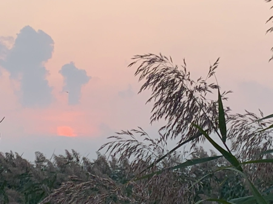 IMG_1056.jpg?type=w966