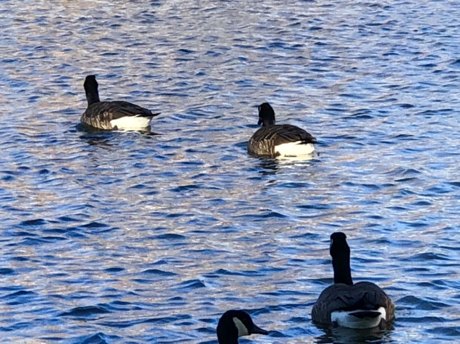 IMG_3753.jpg?type=w966