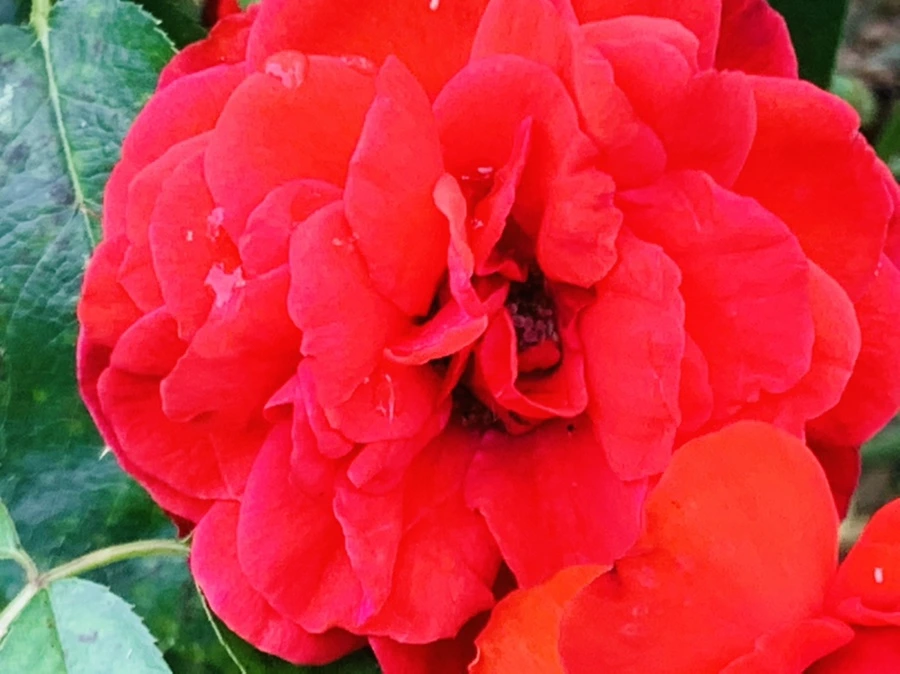 IMG_6931.jpg?type=w966