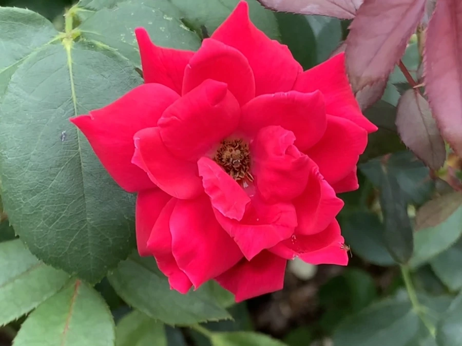 IMG_6045.jpg?type=w966