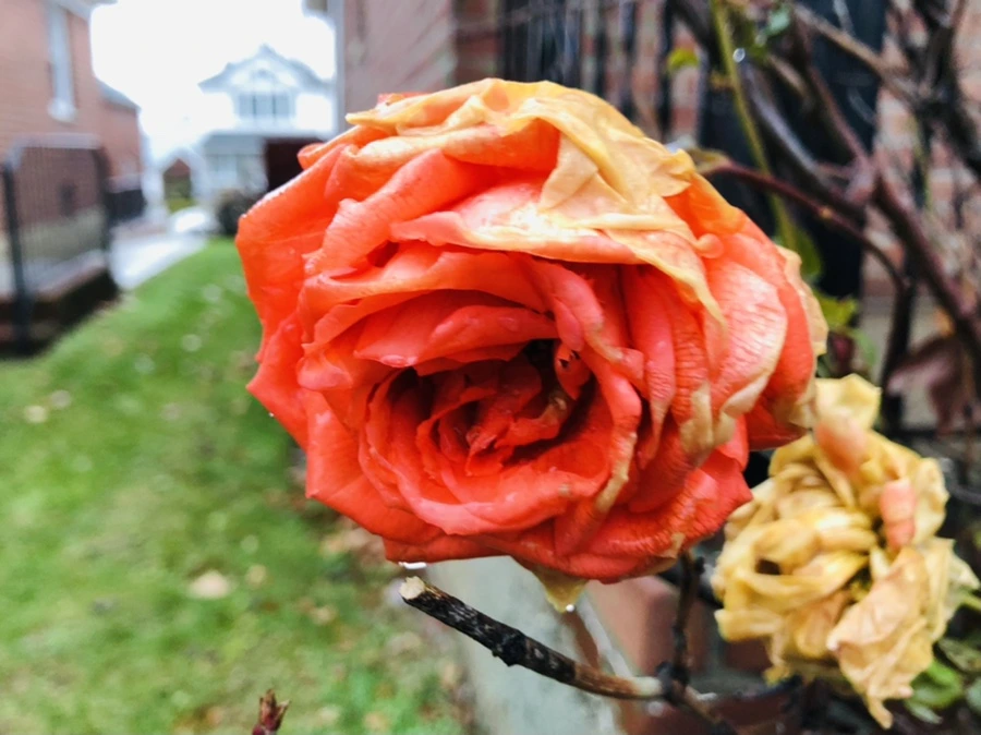 IMG_8093.jpg?type=w966