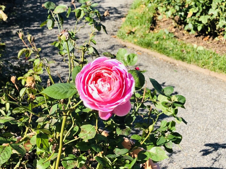 IMG_3328.jpg?type=w966