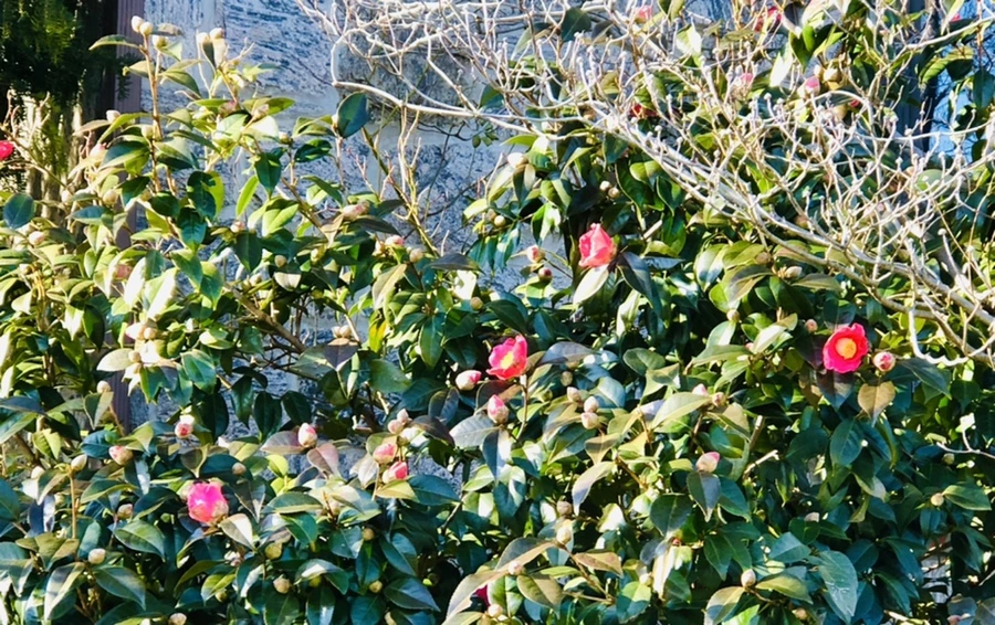 IMG_0326.jpg?type=w966