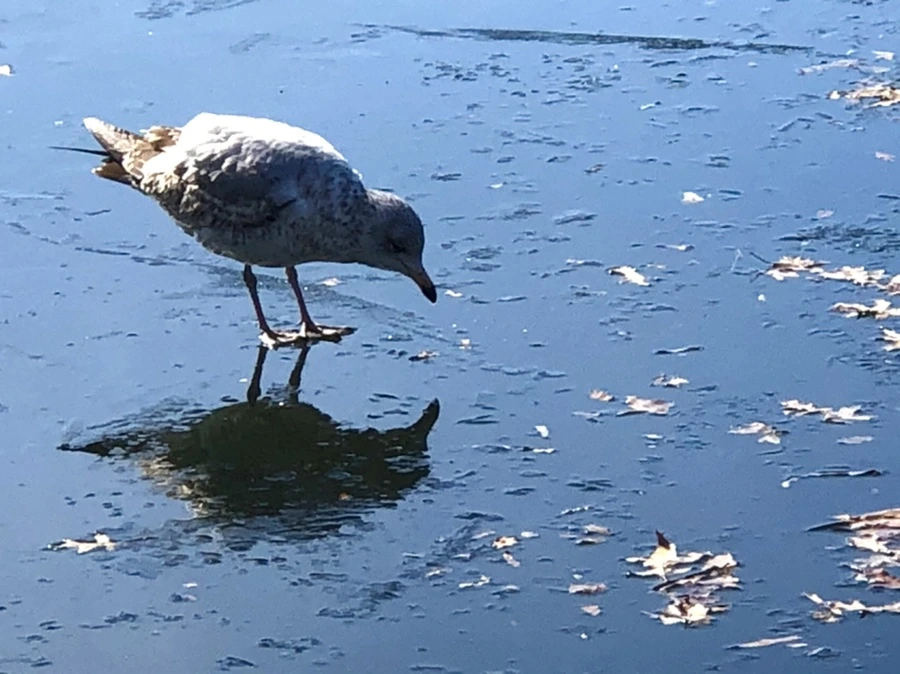 IMG_6612.jpg?type=w966