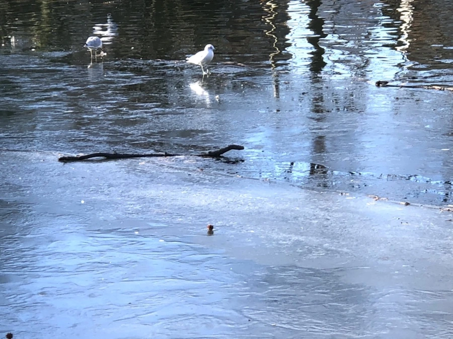 IMG_1847.jpg?type=w966