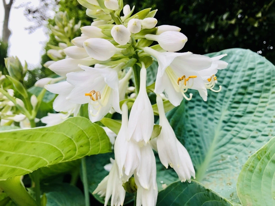 IMG_8896.jpg?type=w966