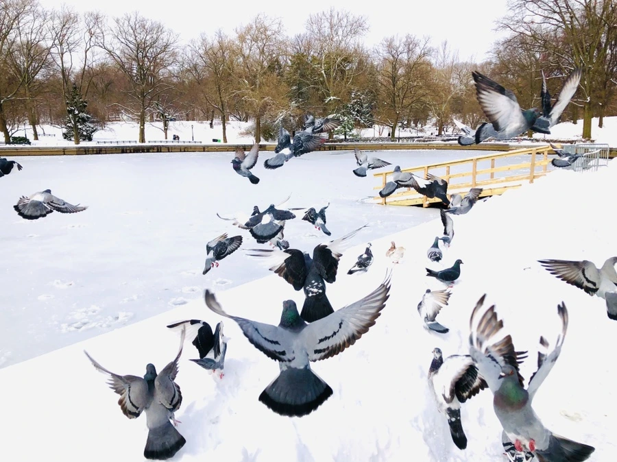 IMG_7243.jpg?type=w966