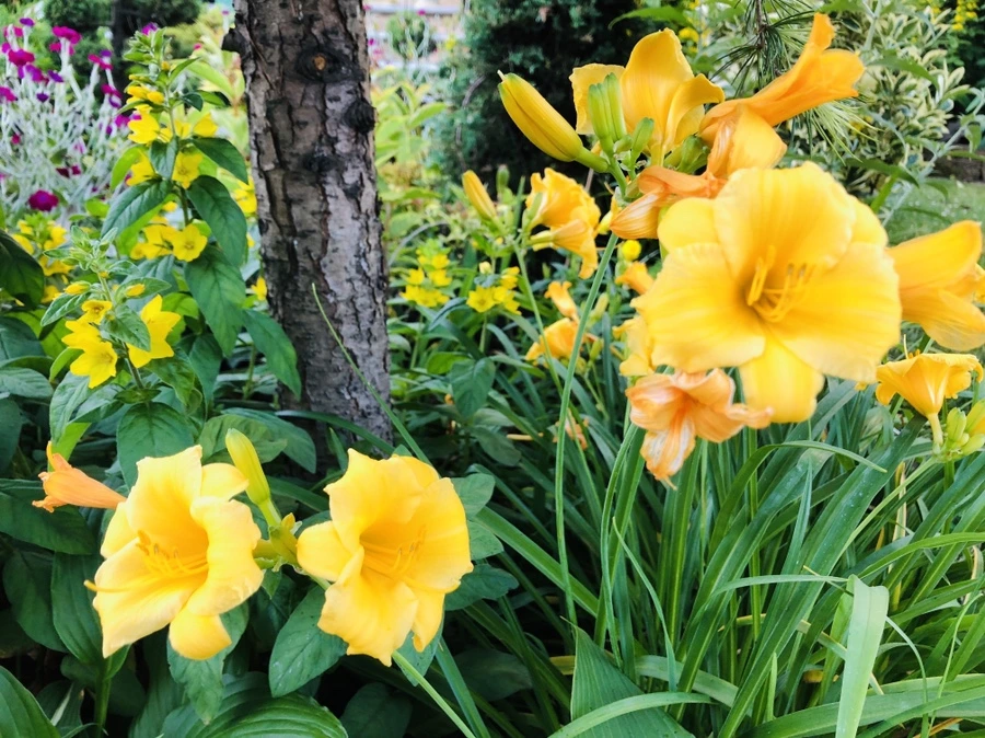 IMG_9396.jpg?type=w966