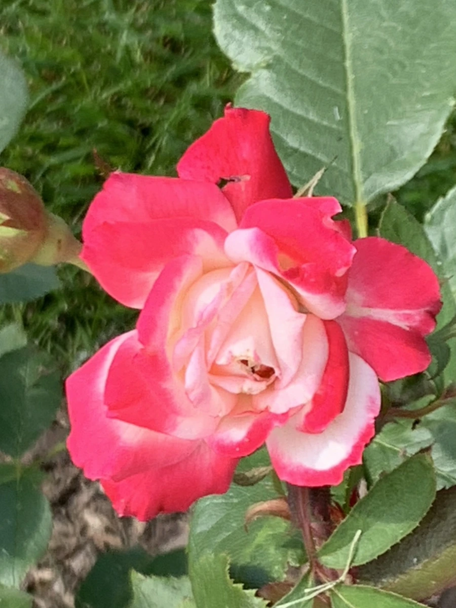 IMG_5460.jpg?type=w966